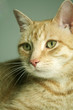 kater