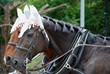 2 harnessed horses