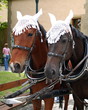 2 harnessed horses
