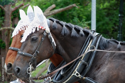 Photo: 2 harnessed horses 2 harnessed horses