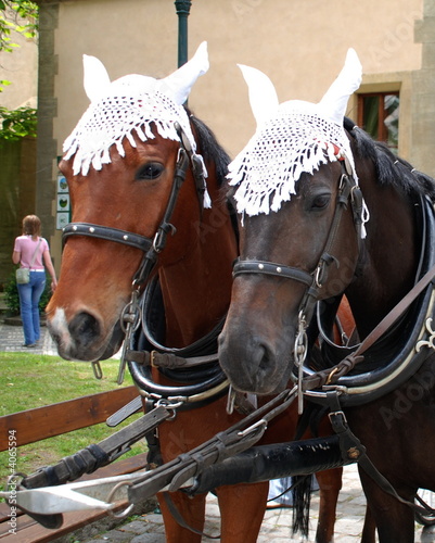 Photo: 2 harnessed horses 2 harnessed horses