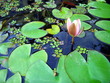 Photo: Aqua plant: water lily Aqua plant: water lily