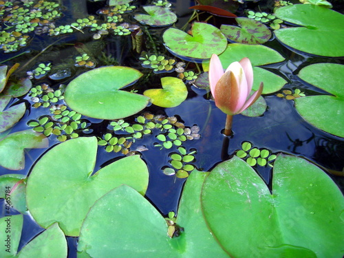 Photo: Aqua plant: water lily Aqua plant: water lily