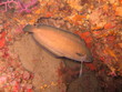 Foto: gabeldorsch gabeldorsch