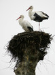 cigogne