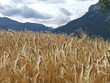 champ de blé