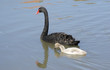 a black swan with her baby