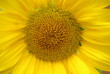 Sonnenblume
