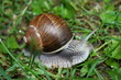 Schnecke