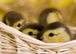 Small ducks in a basket