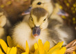 Ducks