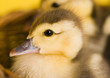 Ducks