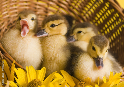 Photo: Small ducks in a basket Small ducks in a basket