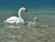 swann with baby