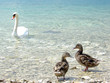 two gossiping ducks and a swann
