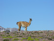 Solito en la Montaña