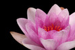 seerose 3