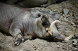Warthog 2