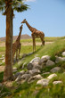 Giraffe 2