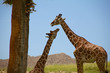 Giraffe 6
