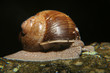 chiocciola