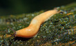 lumaca