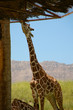 Giraffe 15