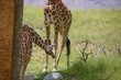 Giraffe 16