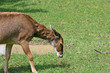 White Nosed Deer