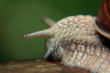 chiocciola