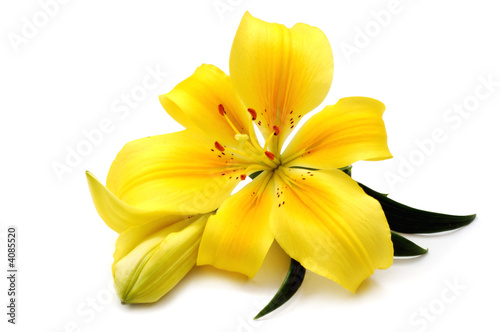 Yellow lily