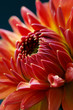 Dahlia