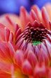 Closeup of dahlia