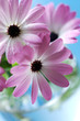 Closeup of pink daisies bouquet