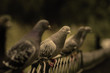 Pigeon Bird