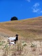 Goat and kid in field