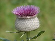 Foto: Distel Distel
