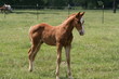 Baby Horse