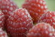 Fresh raspberries