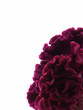 Cockscomb