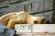 Eisbär