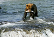 Grizzly bear Grizzly bear