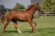 poulain au trot
