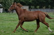 au trot