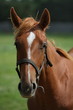 poulain