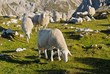 Sheep below Triglav, Slovenia