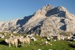 Sheep below Triglav, Slovenia