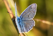 Papillon