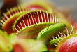 Venusfalle Venusfalle