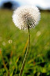 Pusteblume, Löwenzahn